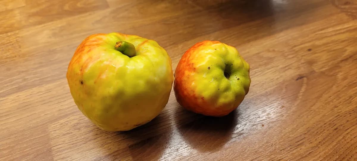 Knöliga äpplen?